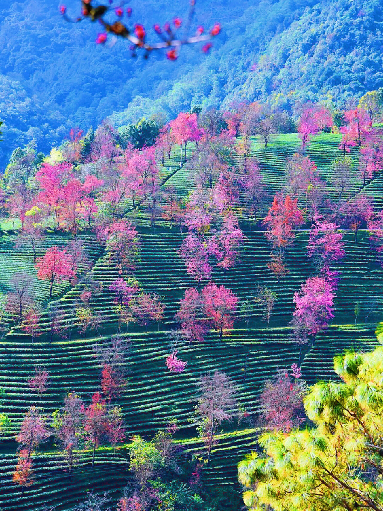 大理无量山樱花谷|中国冬天最美的地方