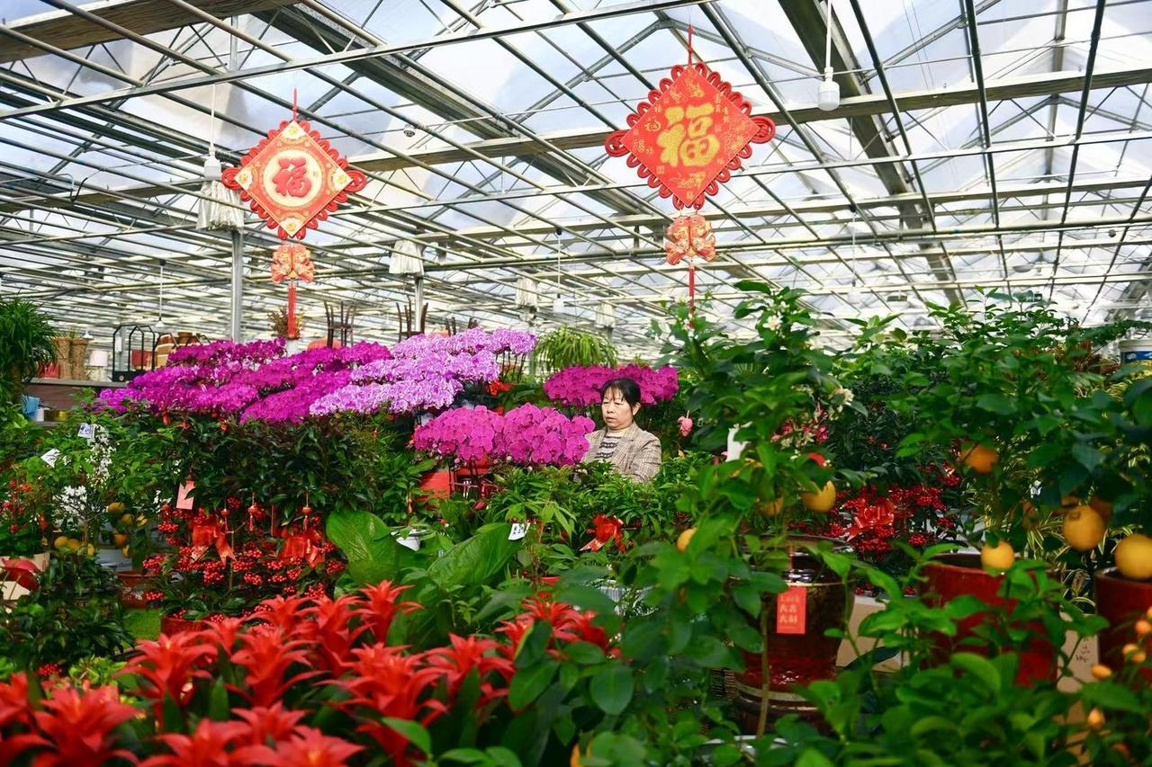 杨凌花卉批发市场的简单介绍 杨凌花草
批发市场的简单

先容
（杨凌花卉批发市场位置） 花卉