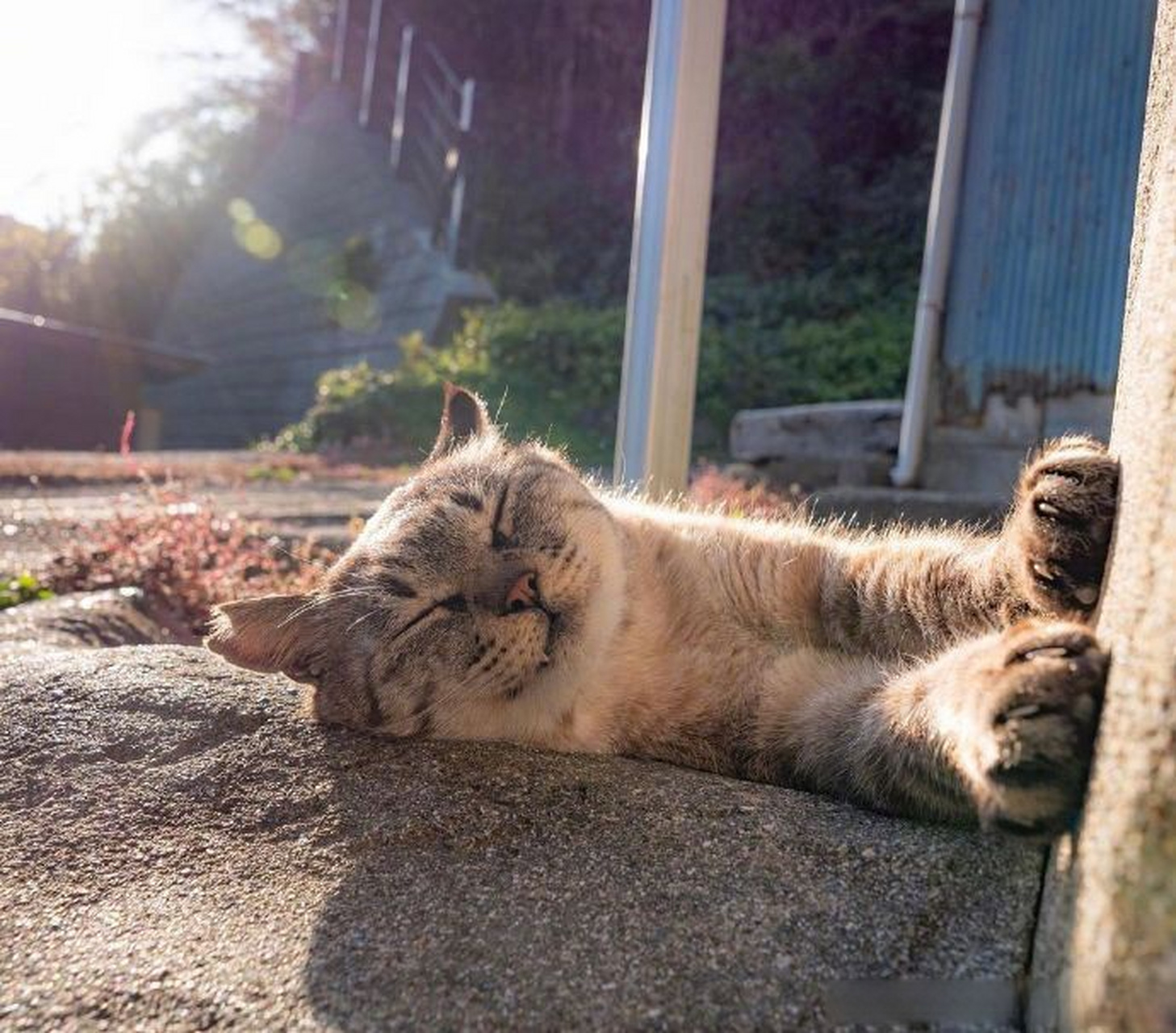 猫咪晒太阳,表情好幸福与
