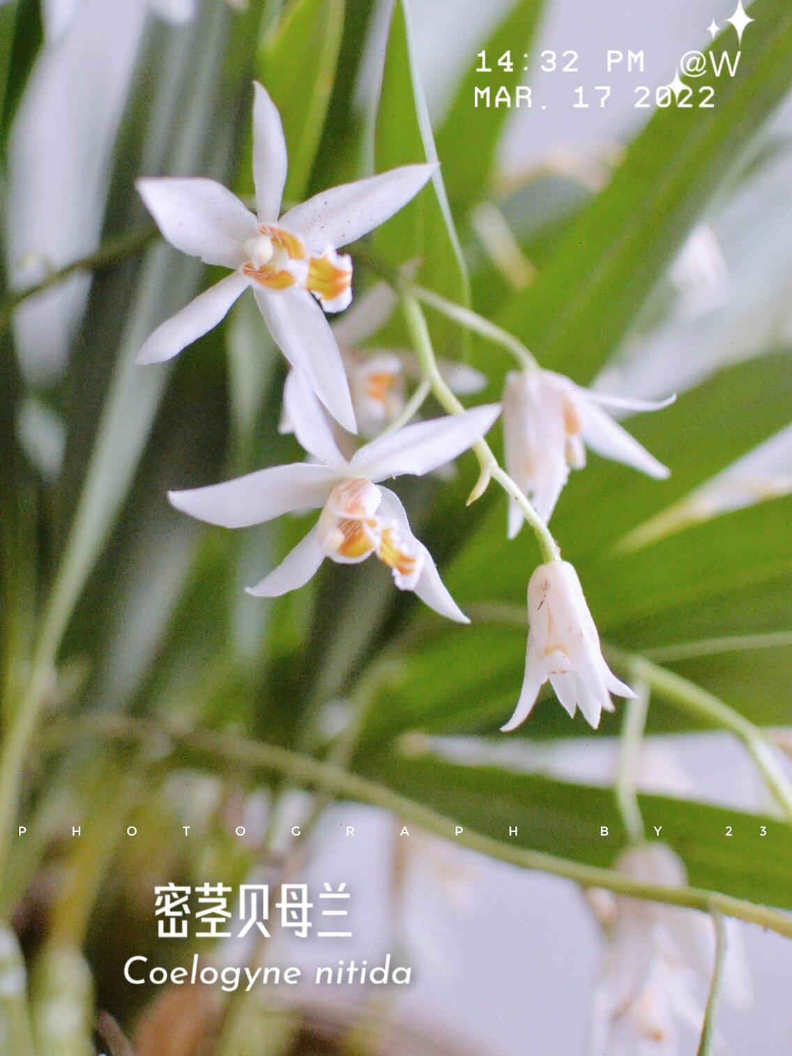 珍奇植物|密茎贝母兰