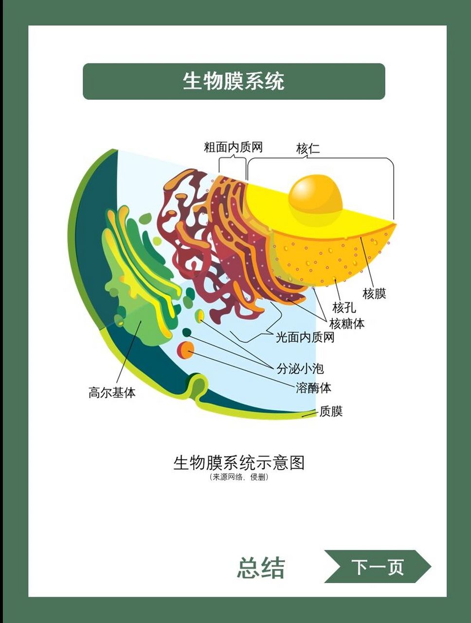 概念打卡15|生物膜系统|高中生物必修一 生物膜系统算是细胞器之间