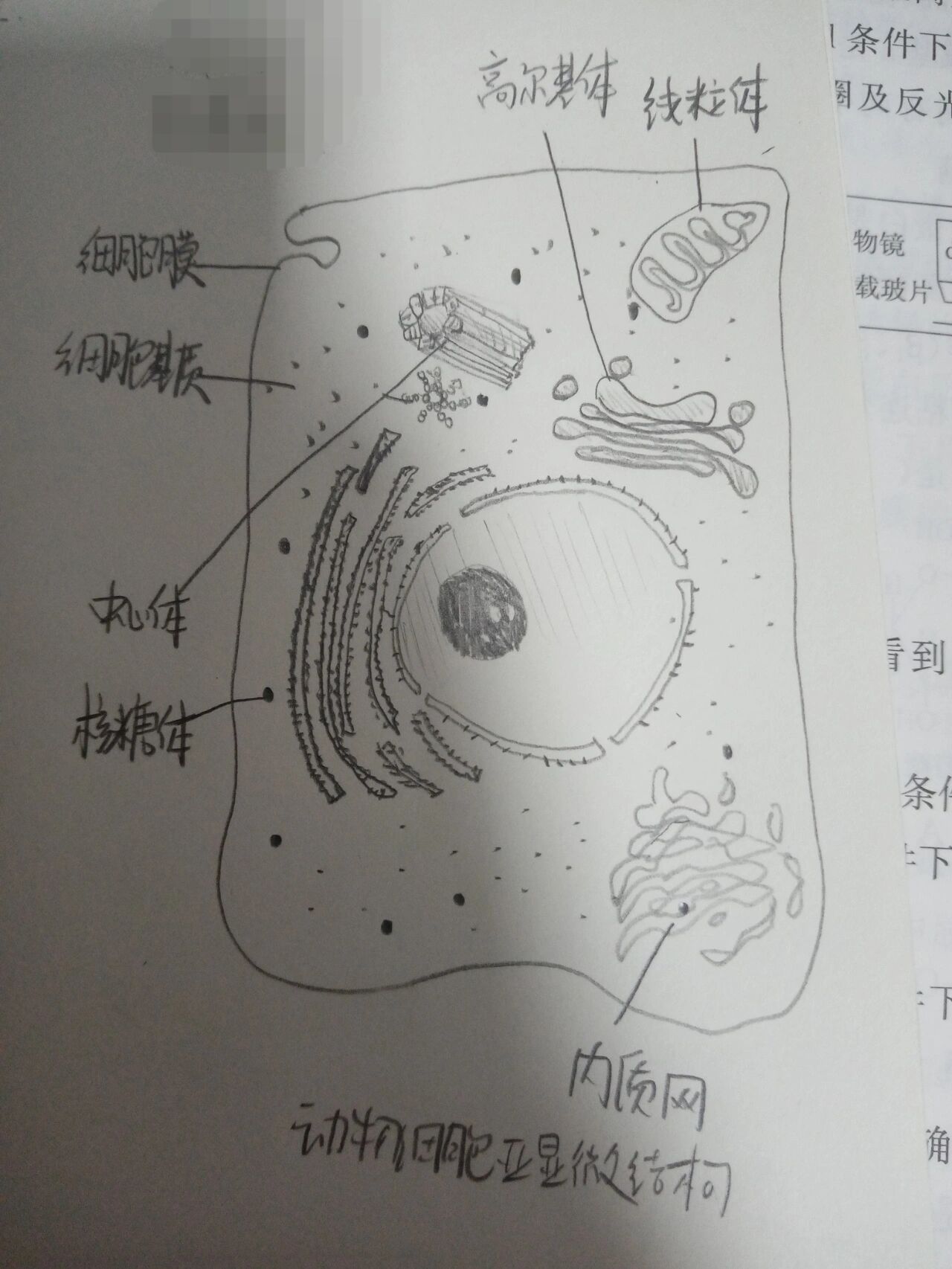 细胞亚显微结构图手绘