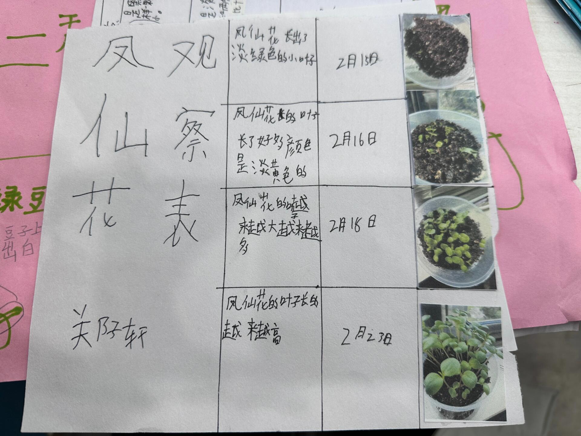 凤仙花自然笔记内容图片