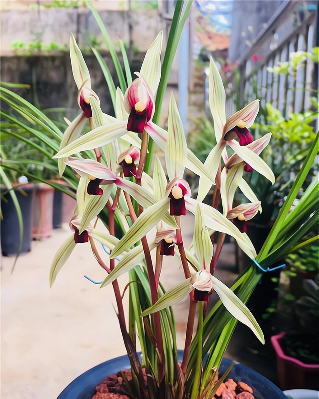 碧龙红素 碧龙红素产于云龙澜沧江谷地密林中,1988年前后发现,1990年