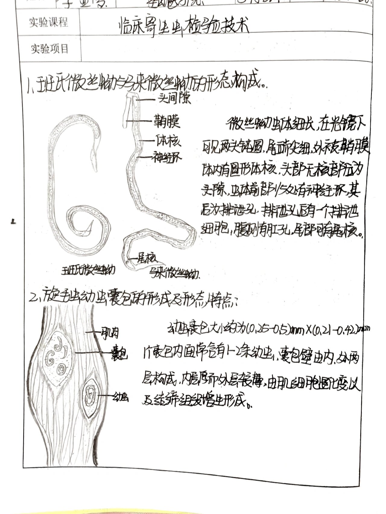 旋毛虫幼虫包囊手绘图图片