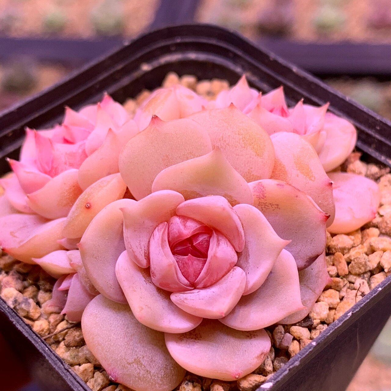 多肉植物梦幻泡影 10月头上入的,到家之后修根重新上盆了 也担心过服