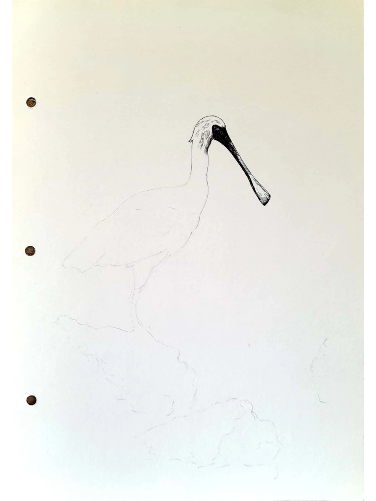 钢笔画练习～黑脸琵鹭