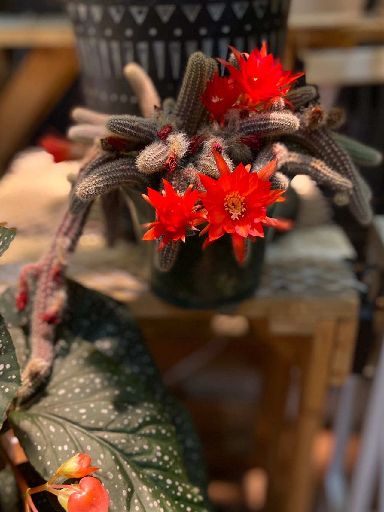 我家封闭阳台的100株植物|(34)白檀仙人掌