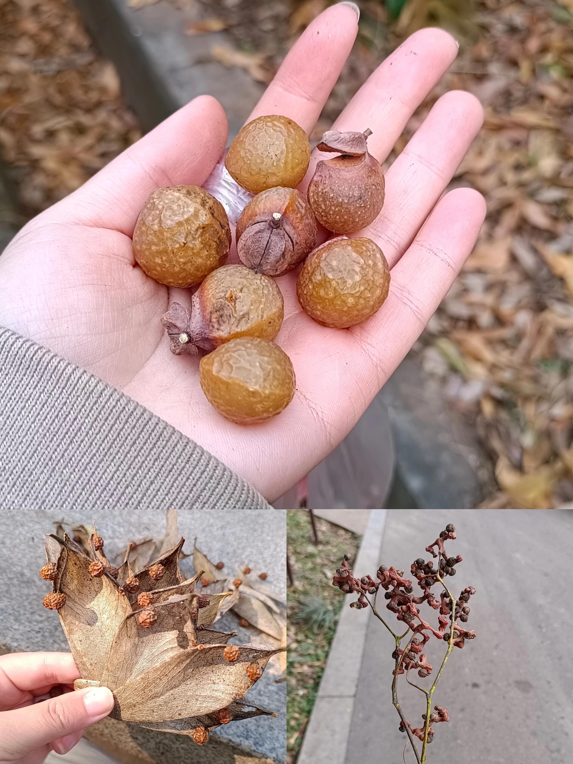 烈士公园偶遇梧桐籽