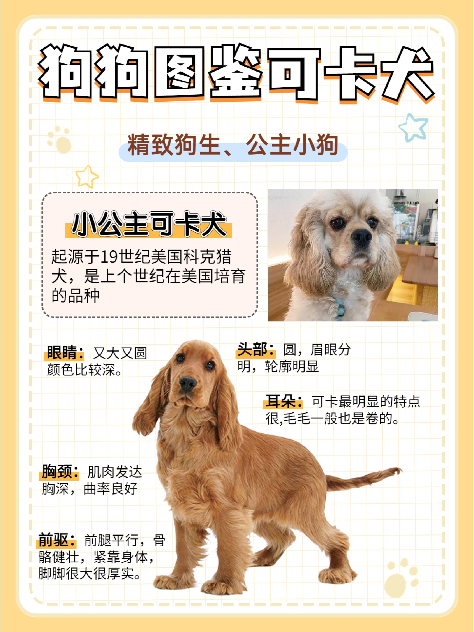 可卡犬图鉴96迪士尼在逃公主小狗