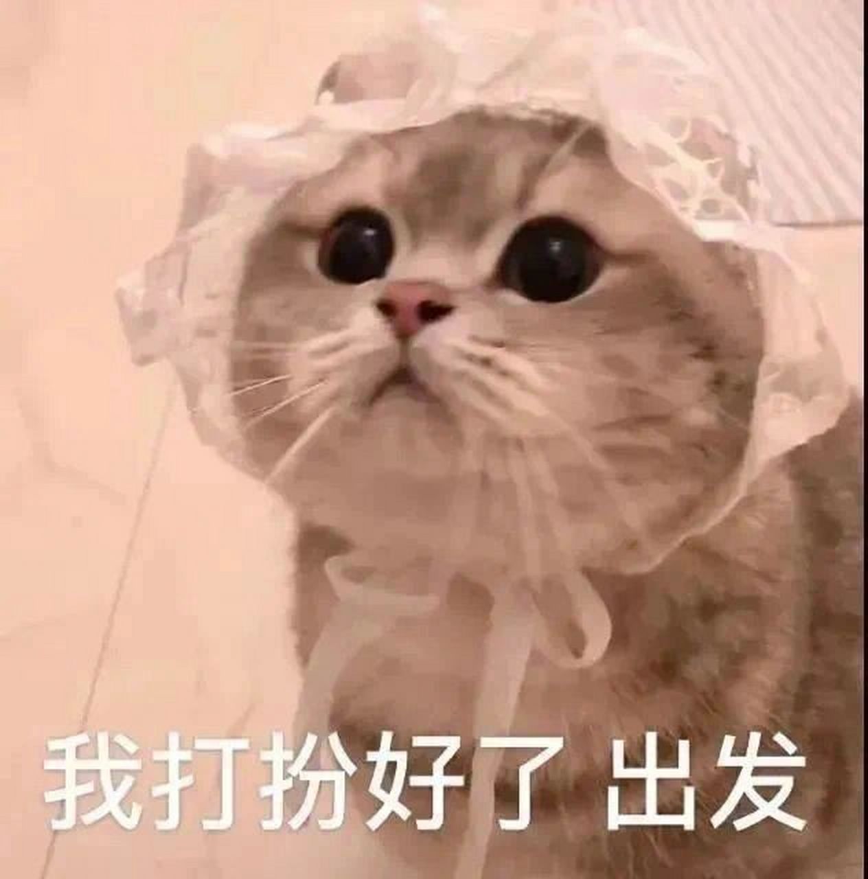猫猫表情包|你干嘛? 不行 你干嘛 麻烦暂停一下 我打扮好了 出发