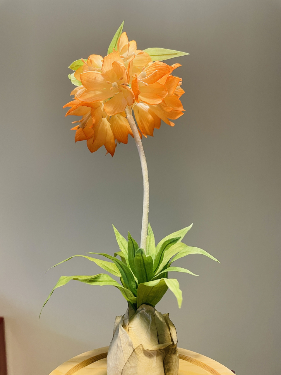 真丝贝母-惊艳的活力橙,特明亮的颜色,爱了 皇冠贝母 上好真丝材质