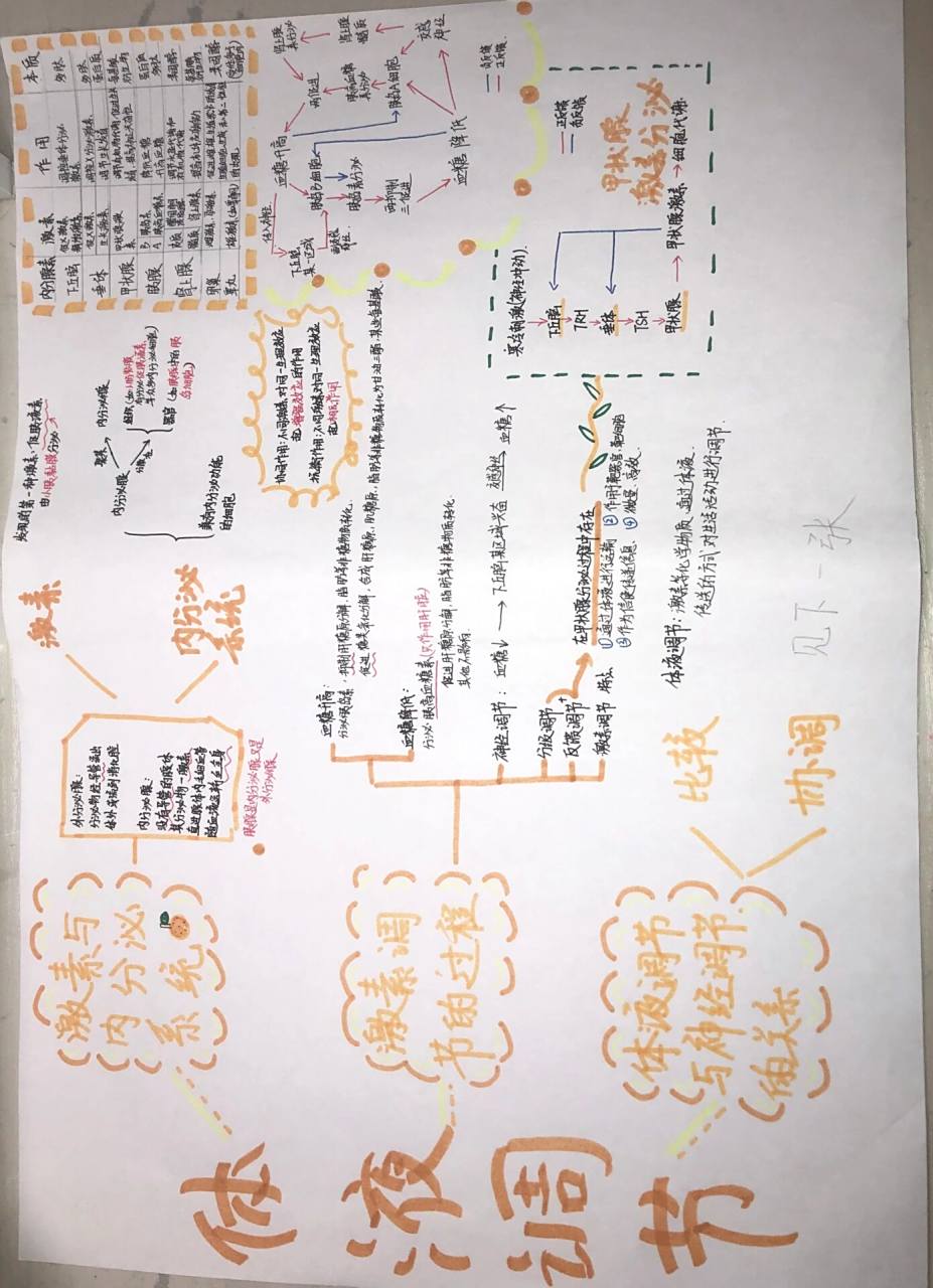 高二生物选择性必修一体液调节思维导图