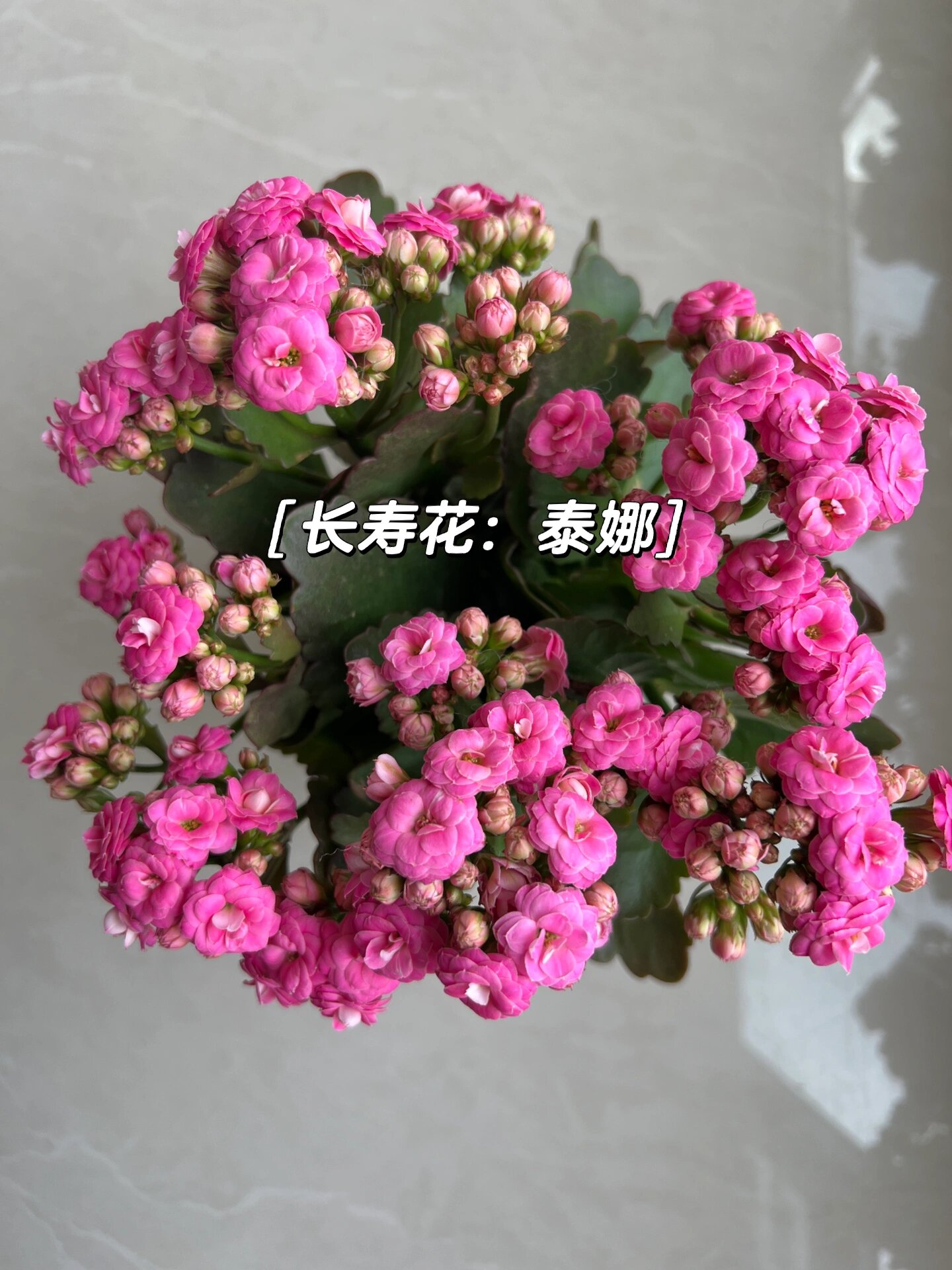 长寿花泰娜图片