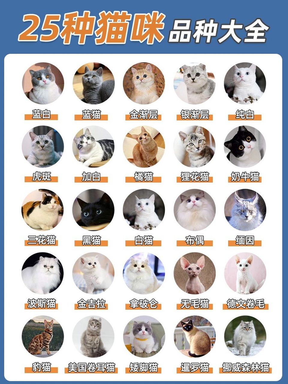 宠物猫排名名字图片