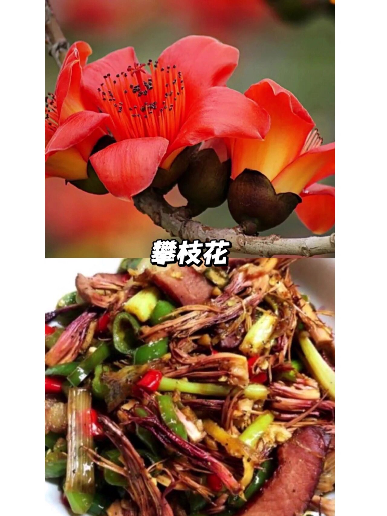 云南吃攀枝花,这样做就对了  今天试了朋友推荐的攀枝花炒腊肉,多底油