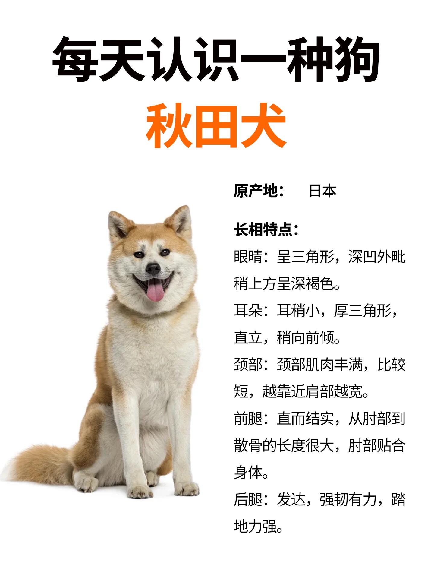 秋田犬的智商有多可怕