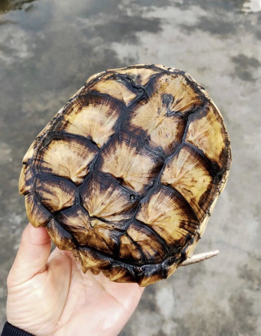 黄化变异北美鳄龟 1.