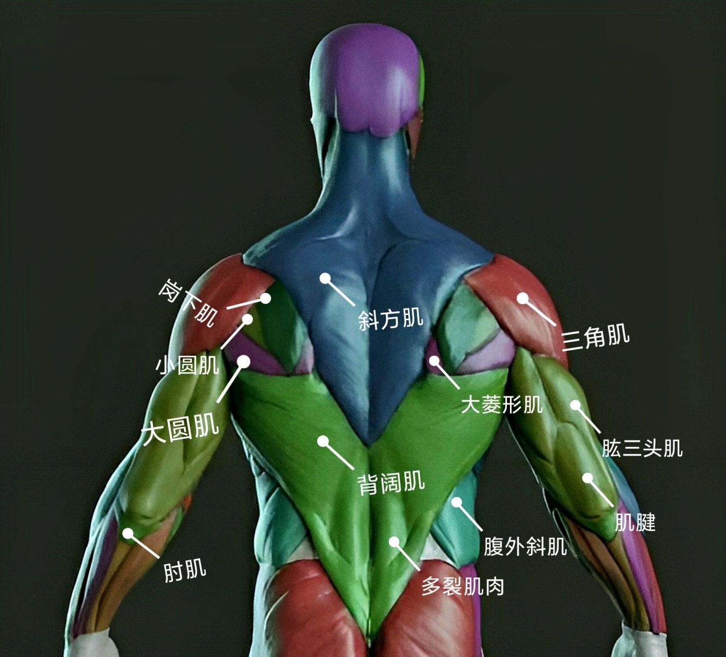 人物背部肌肉解剖