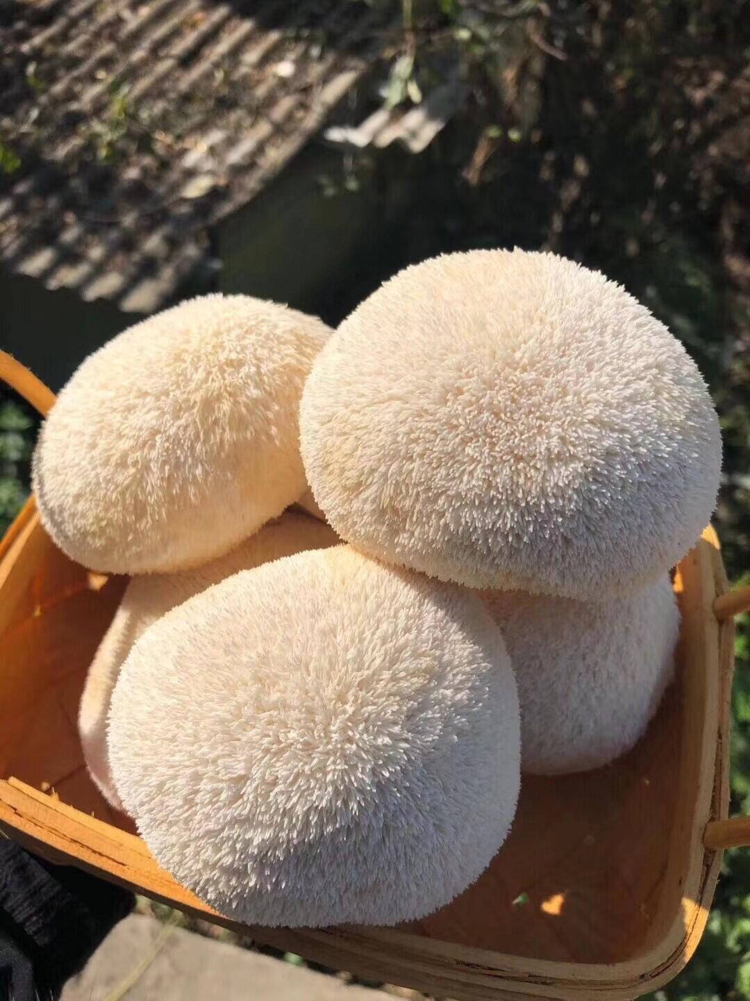 新鲜猴头菇