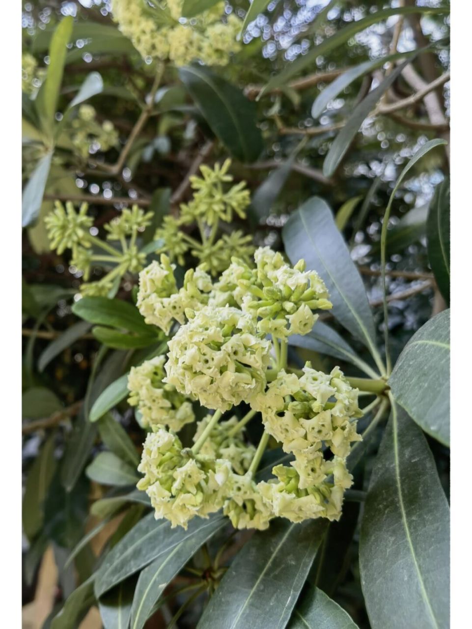 喜欢94,欣赏94-糖胶树 糖胶树 又名灯架树,面条树,夹竹桃科鸡骨