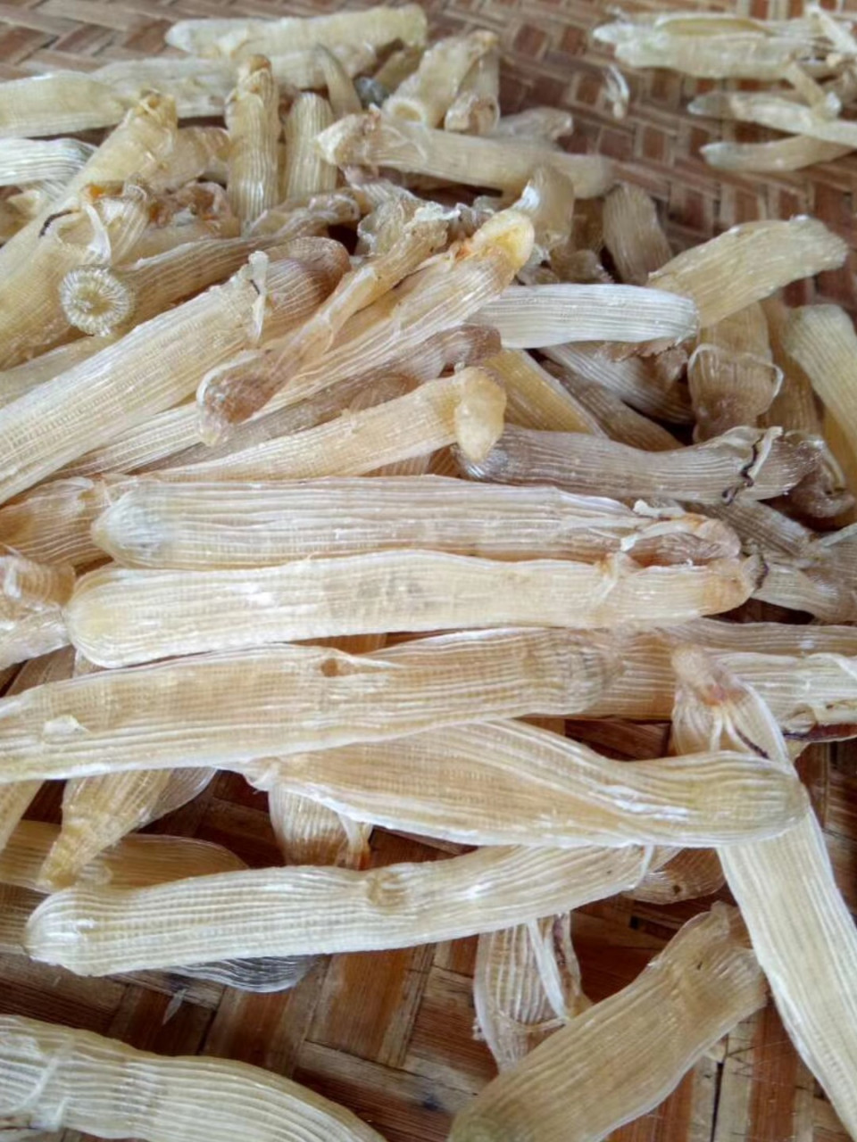 泥虫和沙虫的区别 很多朋友分不清泥虫和沙虫,今天我和大家分享一下我