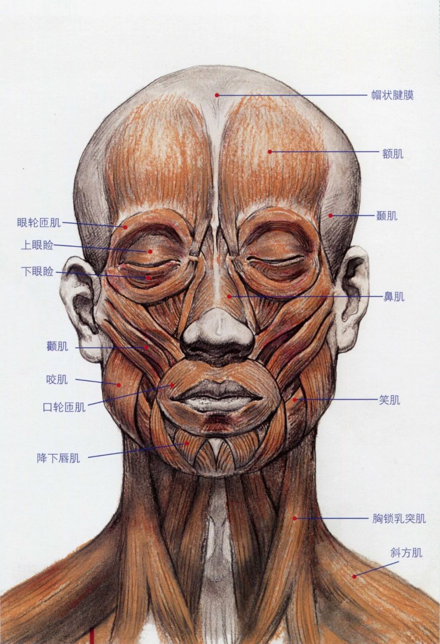 头部肌肉图名称图解图片