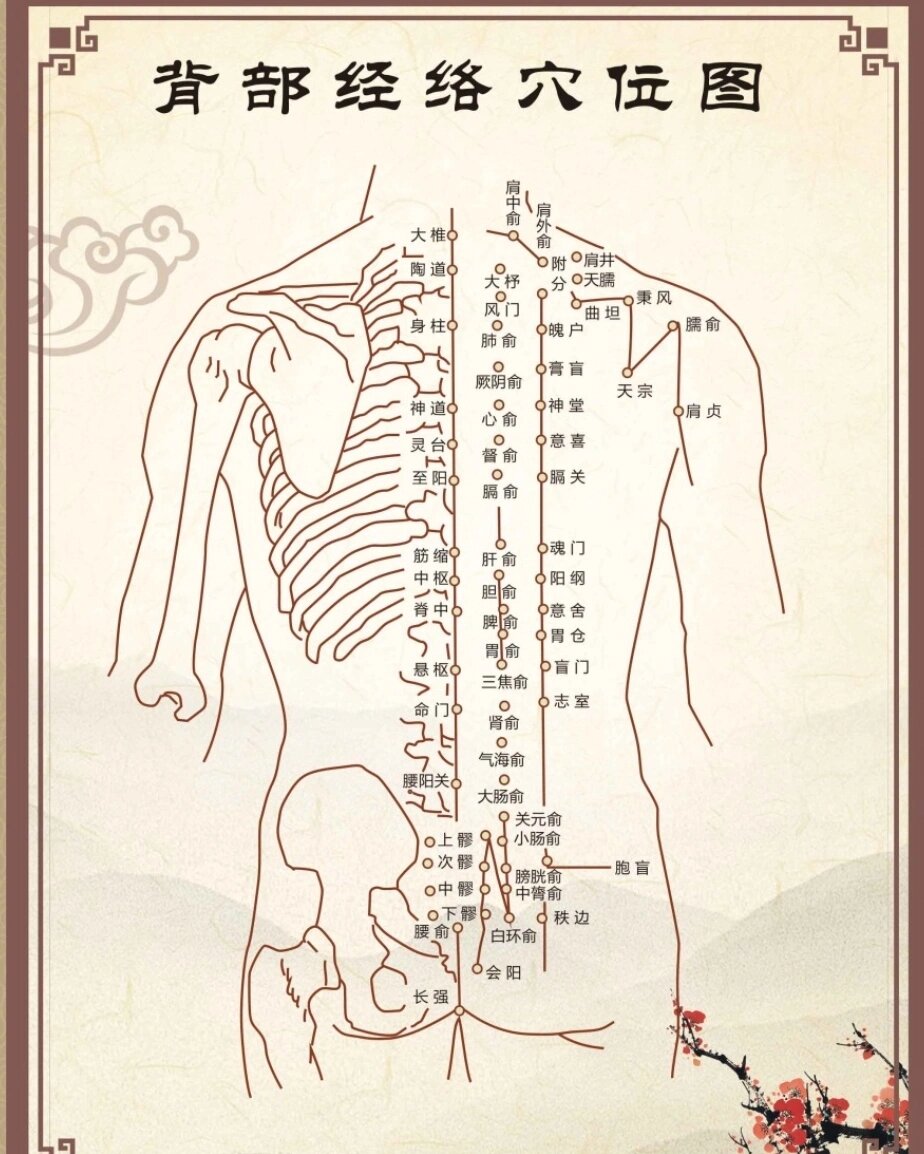 后背筋的位置图解图片