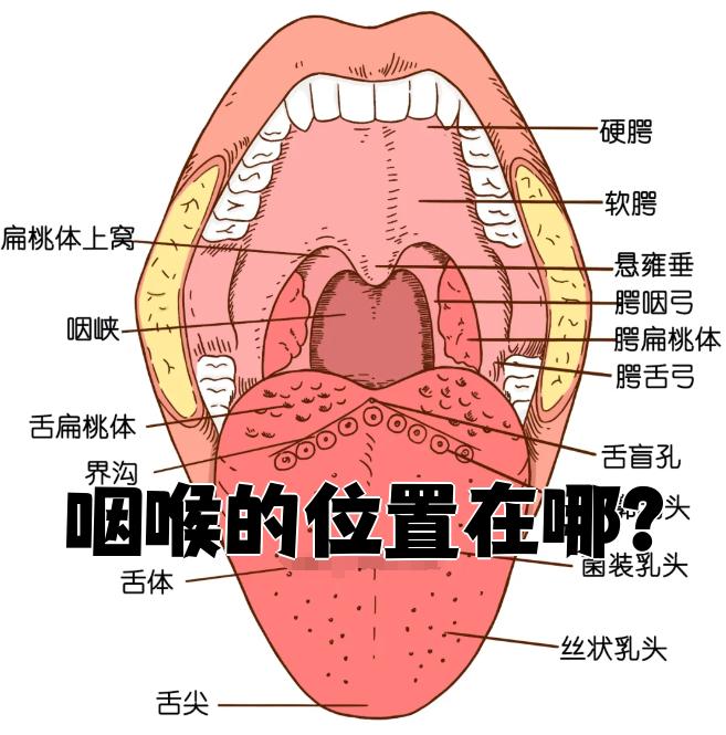 咽喉可以分成咽和喉两部分
