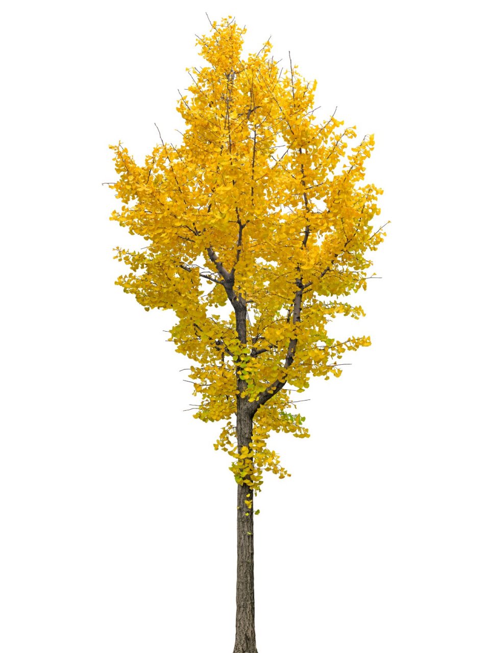 景观—植物—乔木—ps素材(银杏) 银杏 生长习性: 银杏生于海拔500