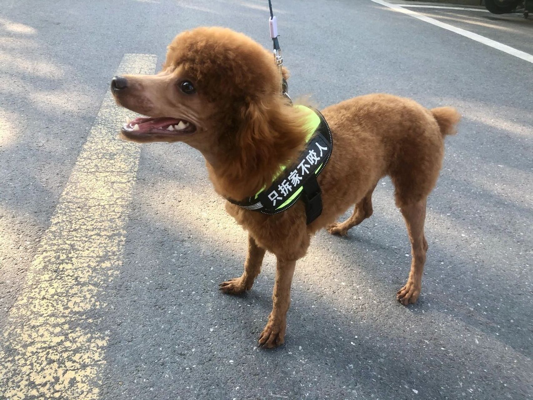 泰迪夏日清凉造型 一个多月没造型了,今天忍不住给狗子做了美容,吃饭