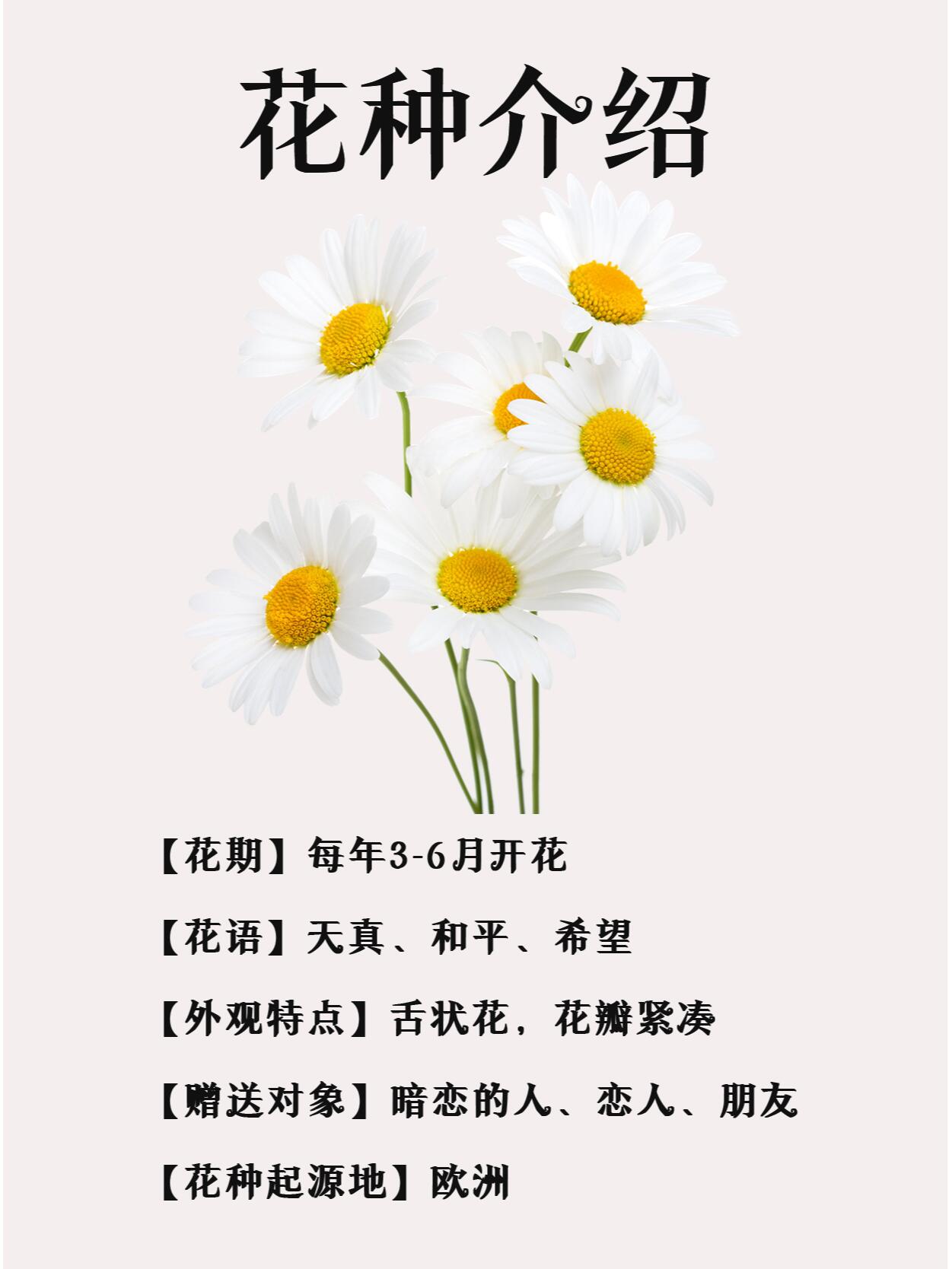 菊花的花语 小雏菊图片