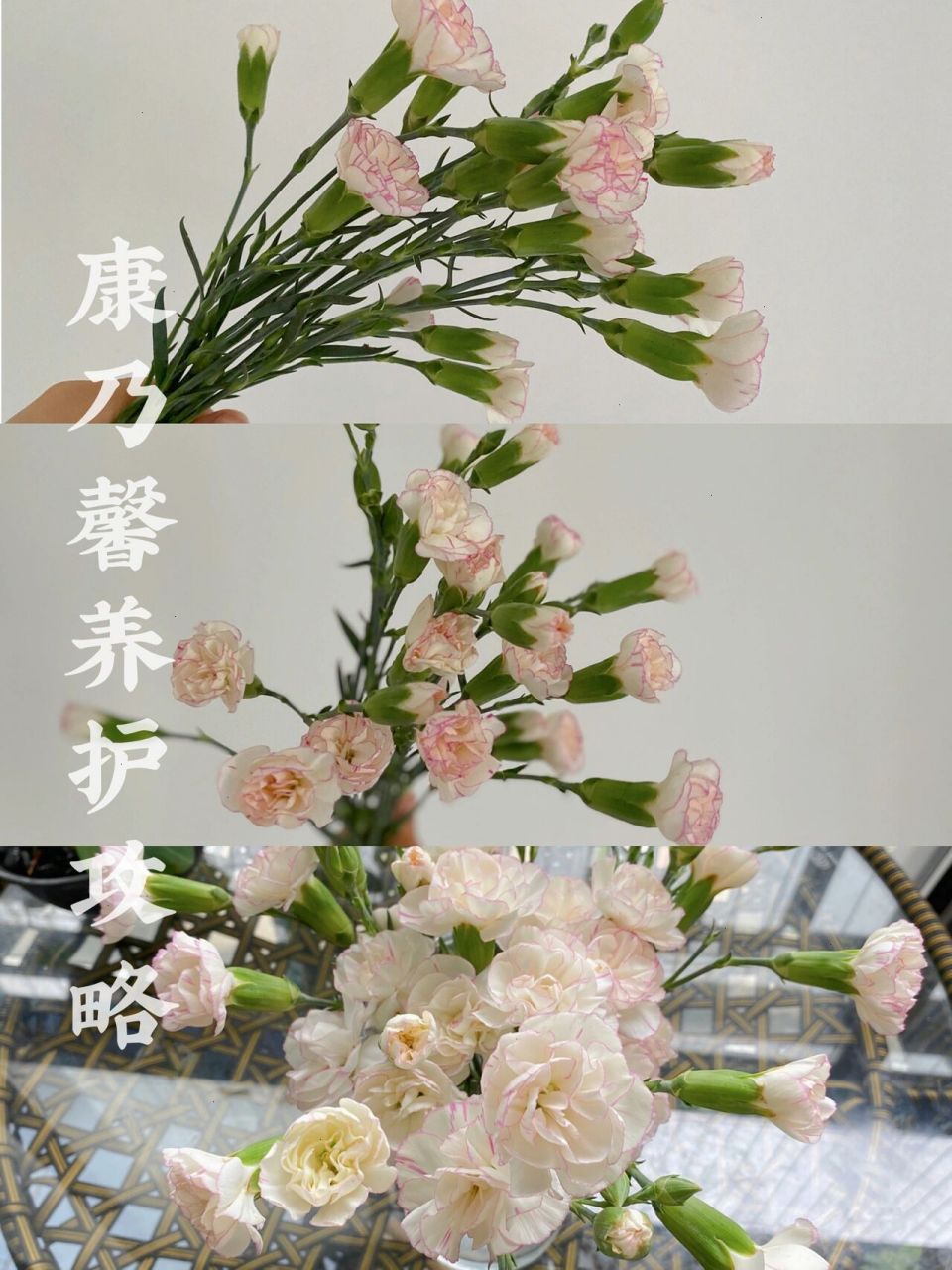 夏日鲜花|康乃馨养护攻略 醒花至插瓶解析95 嗨!