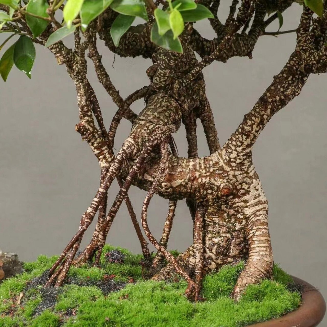 台湾老桩虎皮榕树盆景,虎皮身,青翠叶 台湾老桩虎皮榕树盆景,虎皮身