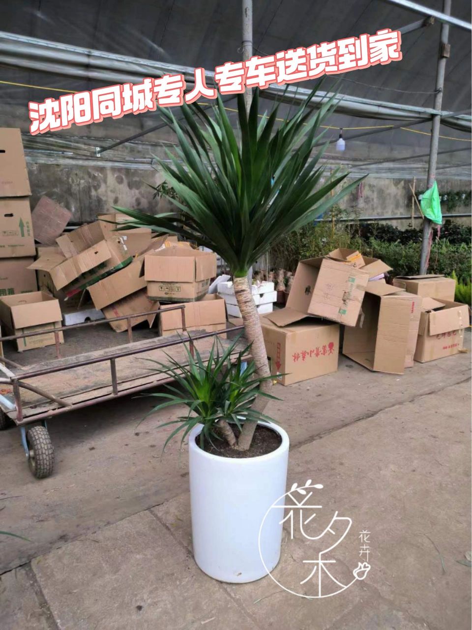 绿植中的"万岁爷"～太空铁龙血树 土壤:喜疏松,肥沃的土壤,需排水性好