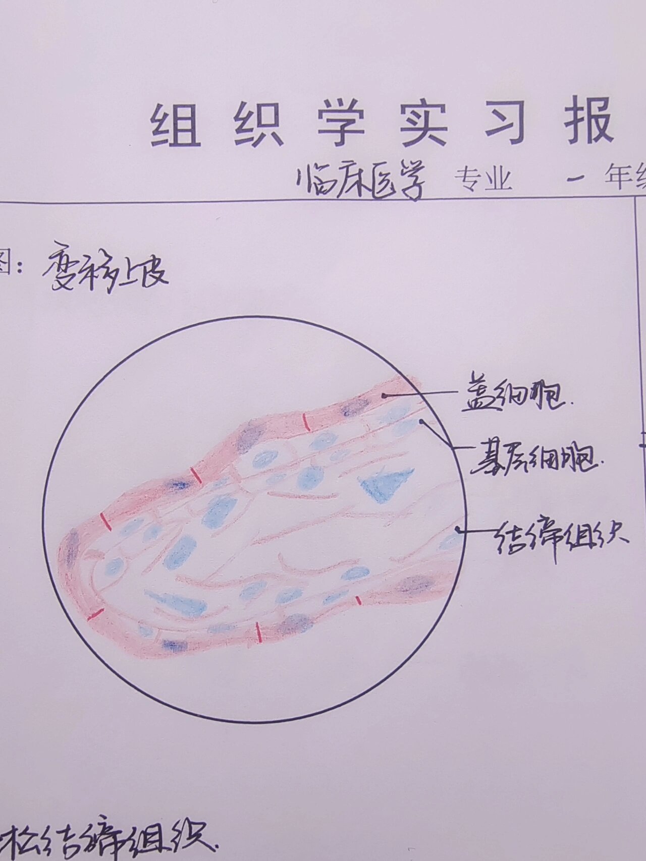 单层柱状上皮图片解析图片