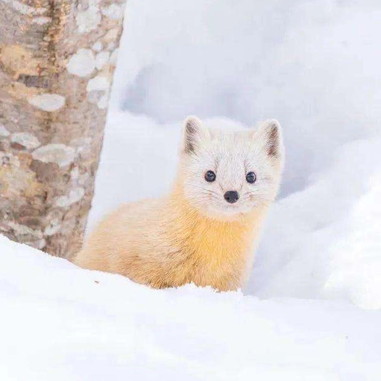 东北小萌宝——紫貂