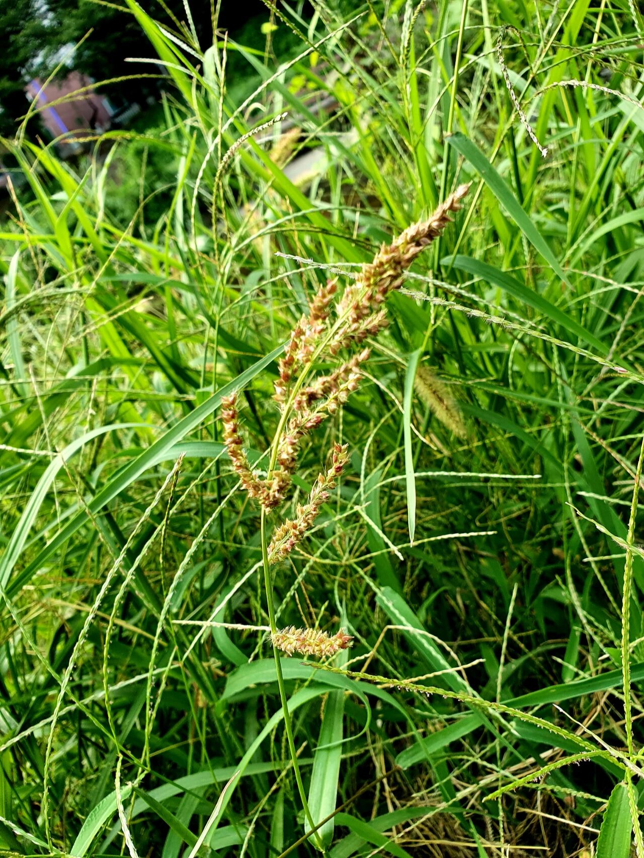 稗草 (水高粱)