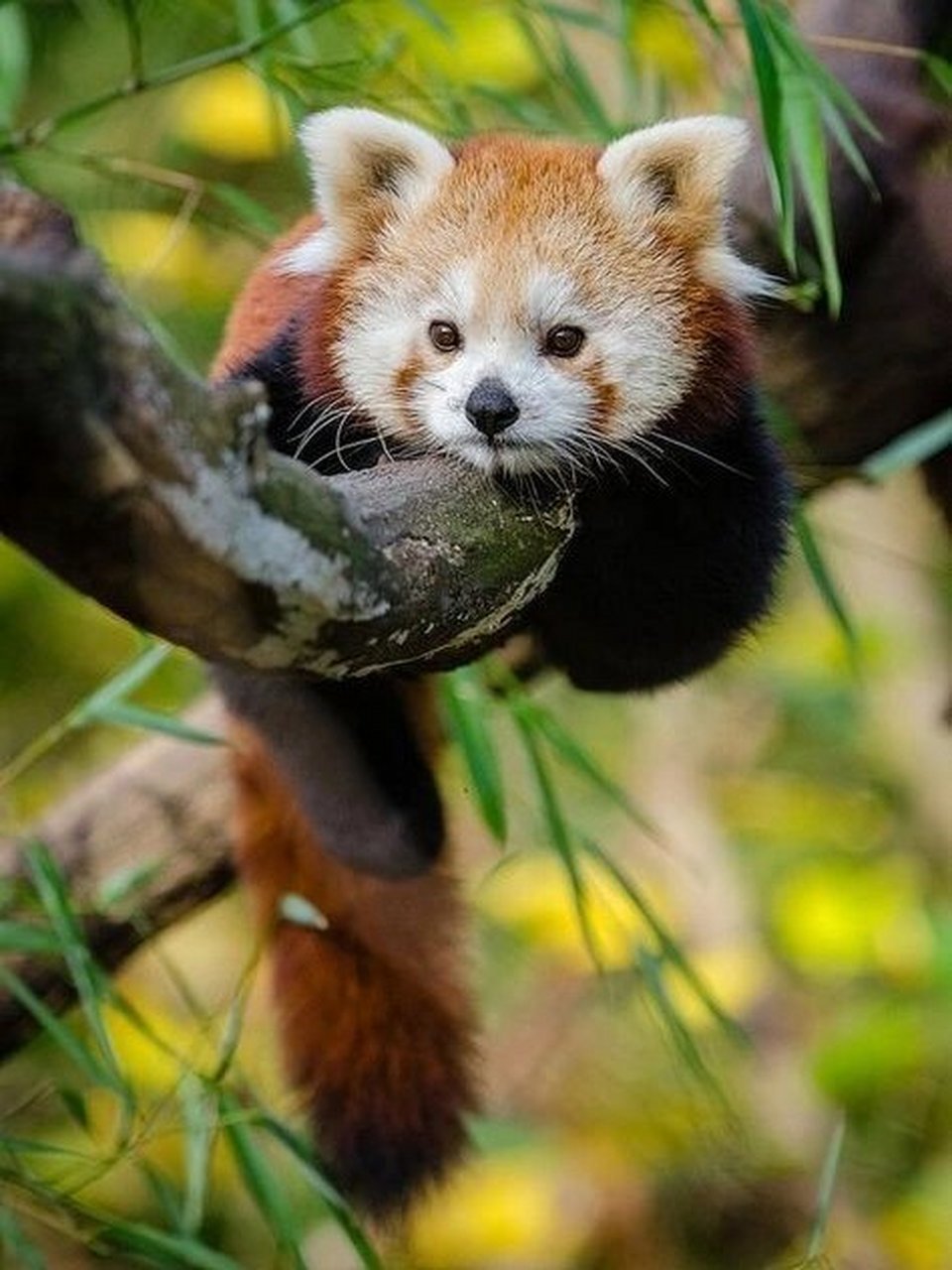 喜欢温湿的环境,又是耐高寒的森林动物.