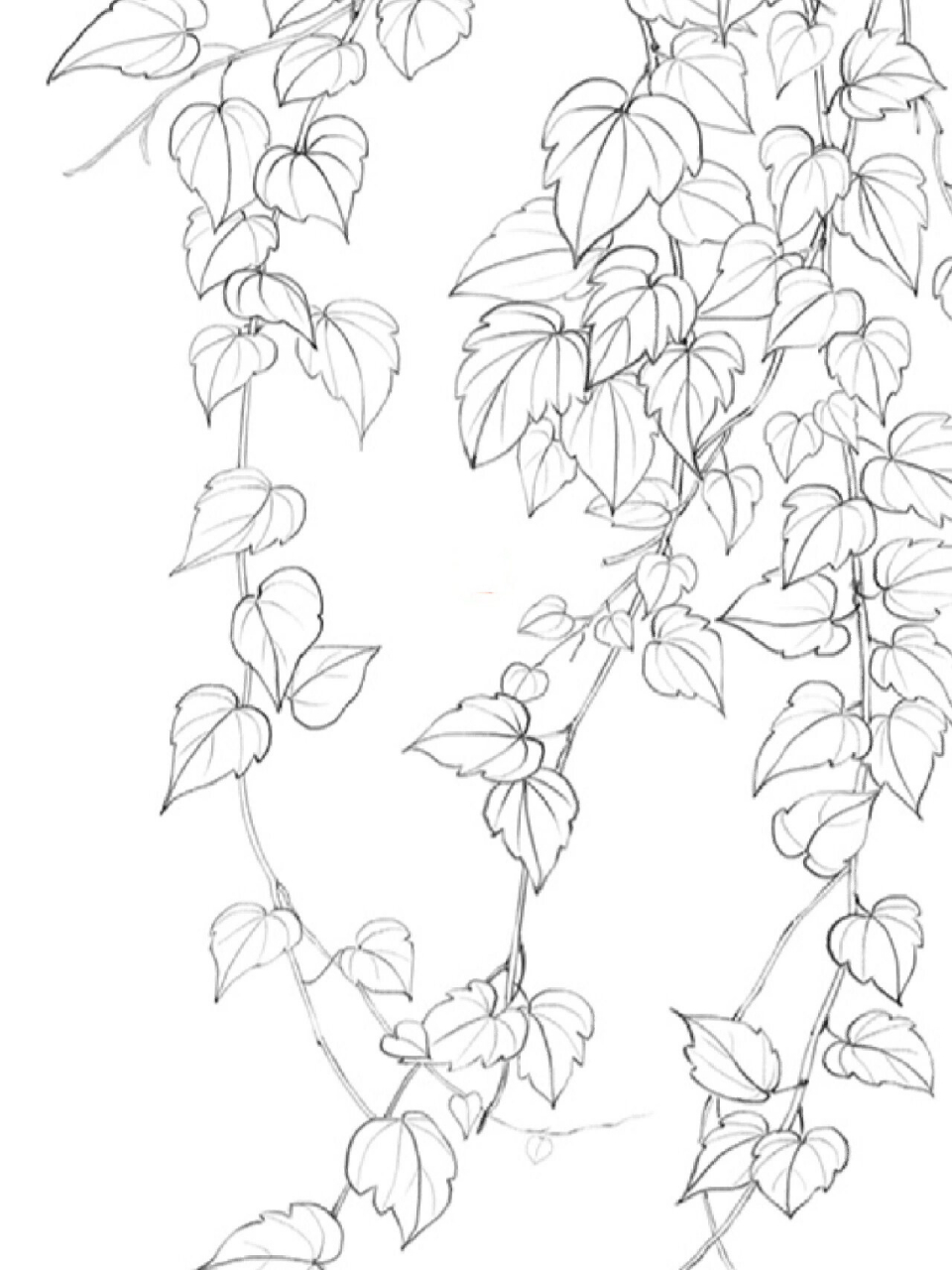 82 爬山虎 线描爬山虎,自拍自画系列～ 最近路上看到很多漂亮的爬山虎