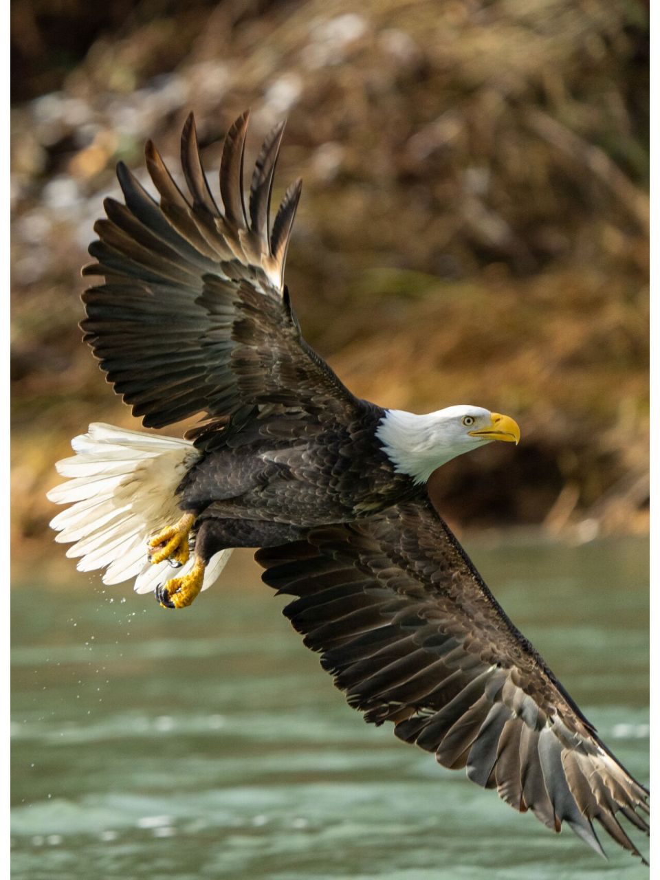 skagit河的白头海雕 每年秋天,大量鲑鱼洄游到skagit river,交配,产卵