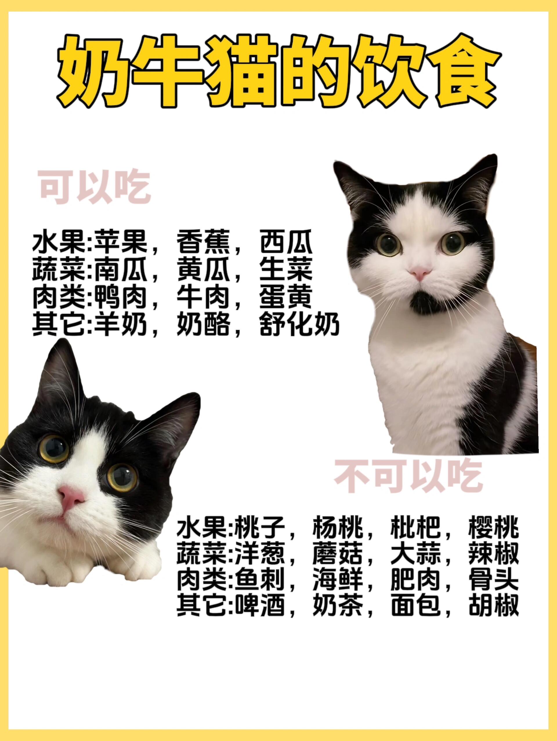 土猫多少钱一只图片