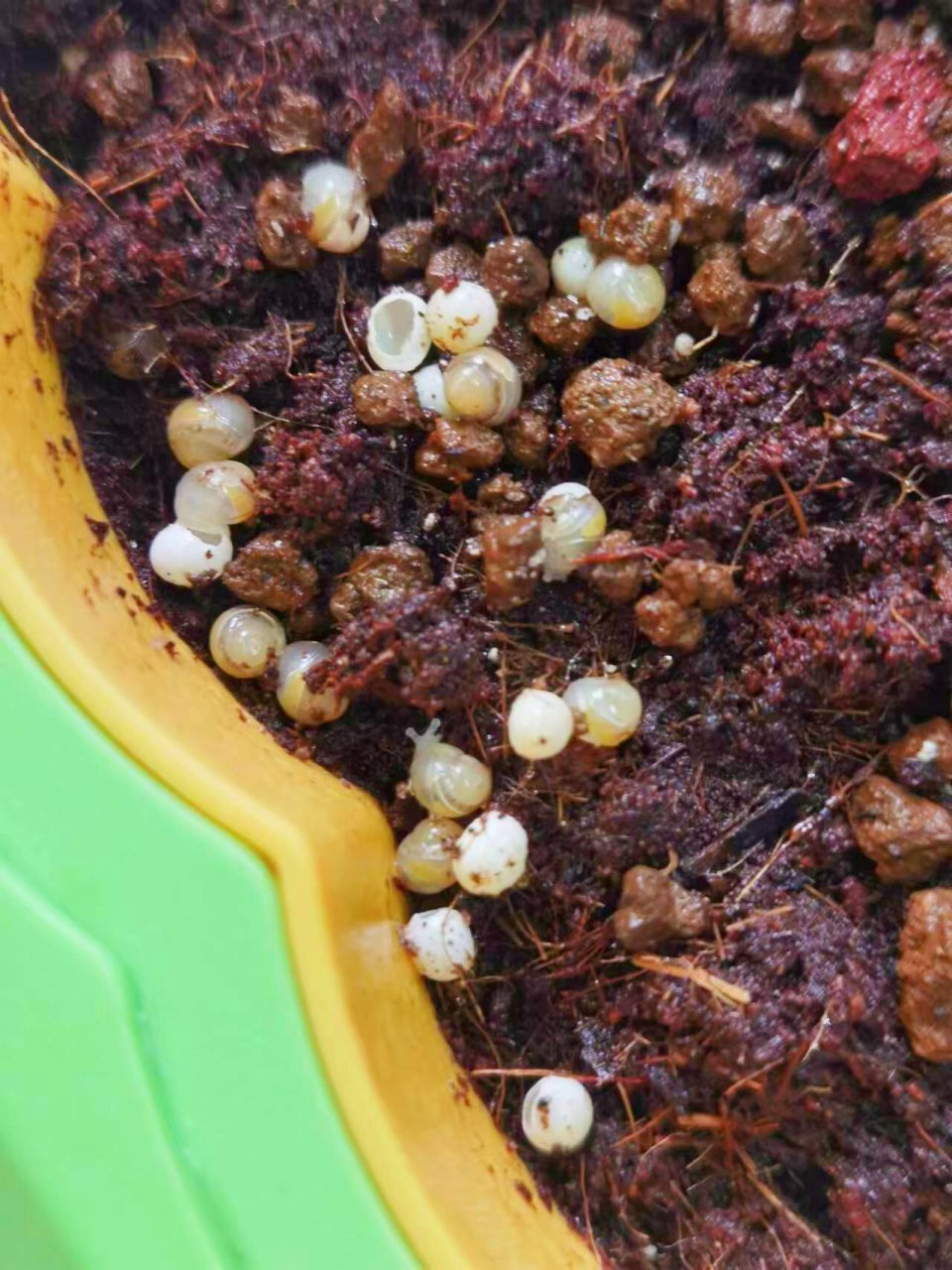 刚刚孵化的白玉蜗牛会吃卵壳,有白玉蜗牛生长所需的钙和营养物质