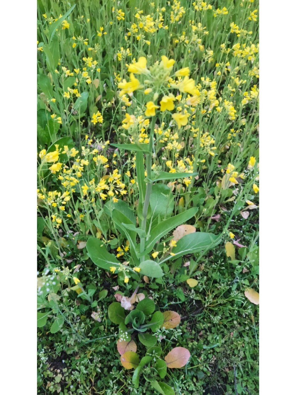 春日限定款乡野小花,拍照必备,错过再等一年.