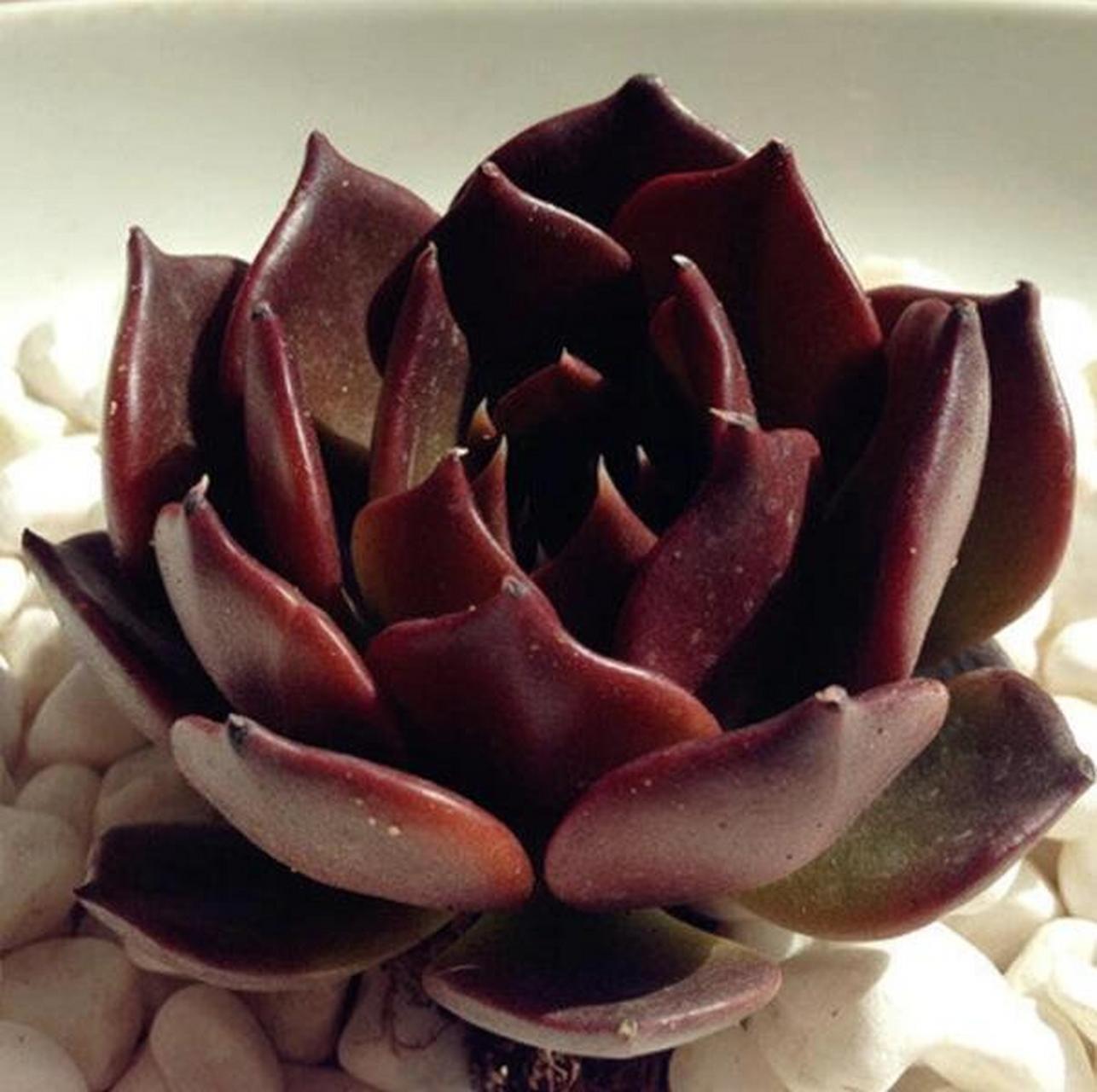 第85期|92黑王子|每天认识一种多肉 97别名:暂无 93花语:永不