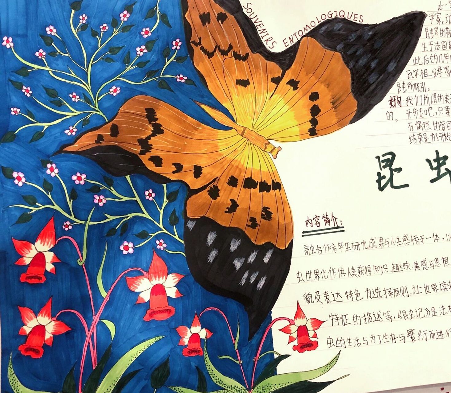 有趣的昆虫蝴蝶手抄报图片