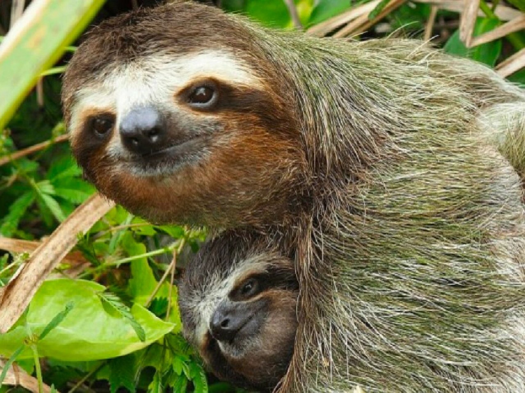 让我看看是谁还分不清树懒和水獭 每次遇到水獭都在怀疑自己,到底读ta