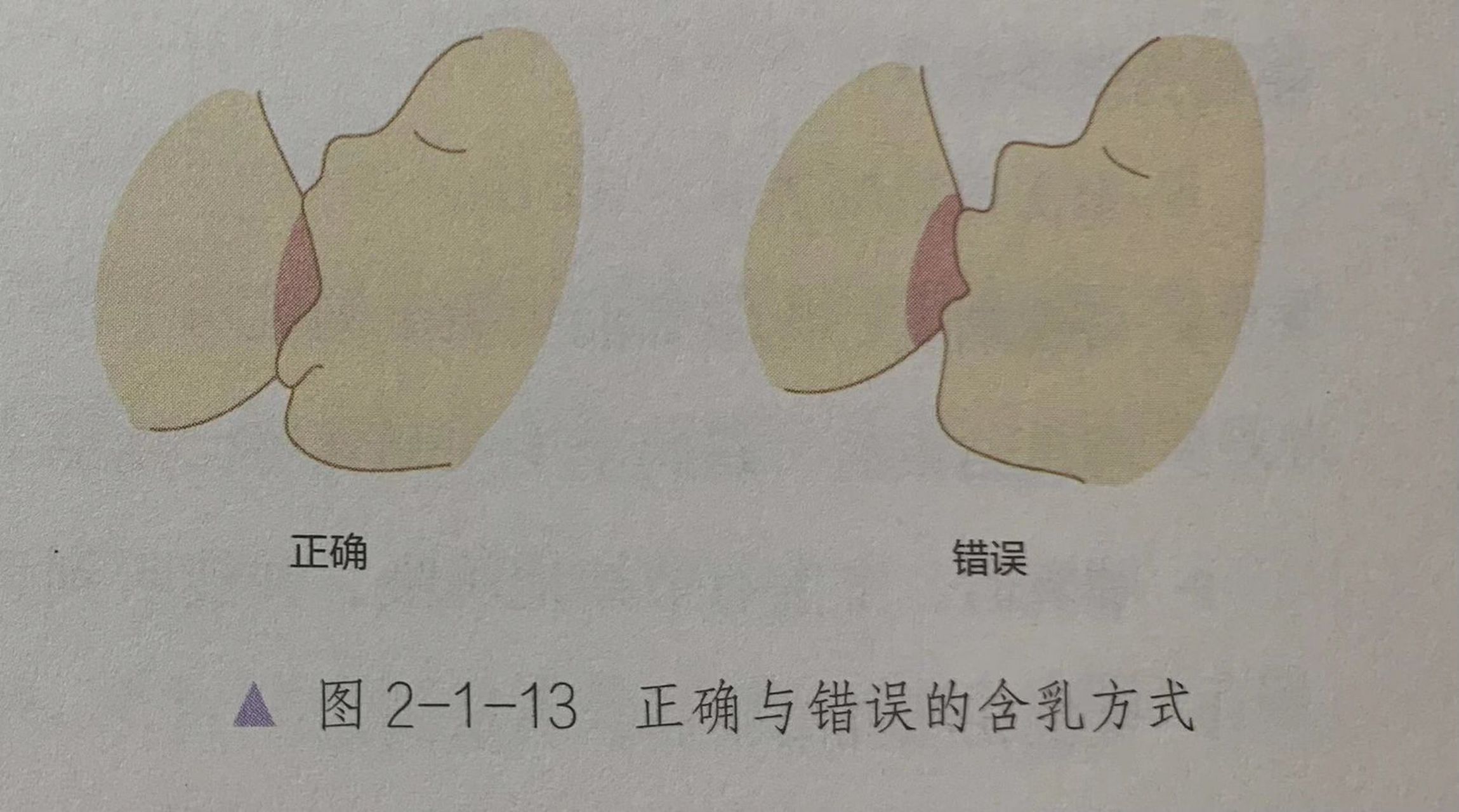 母乳喂养之宝宝正确含乳方法 妈妈手呈c字形,托住乳房,先用乳头轻触