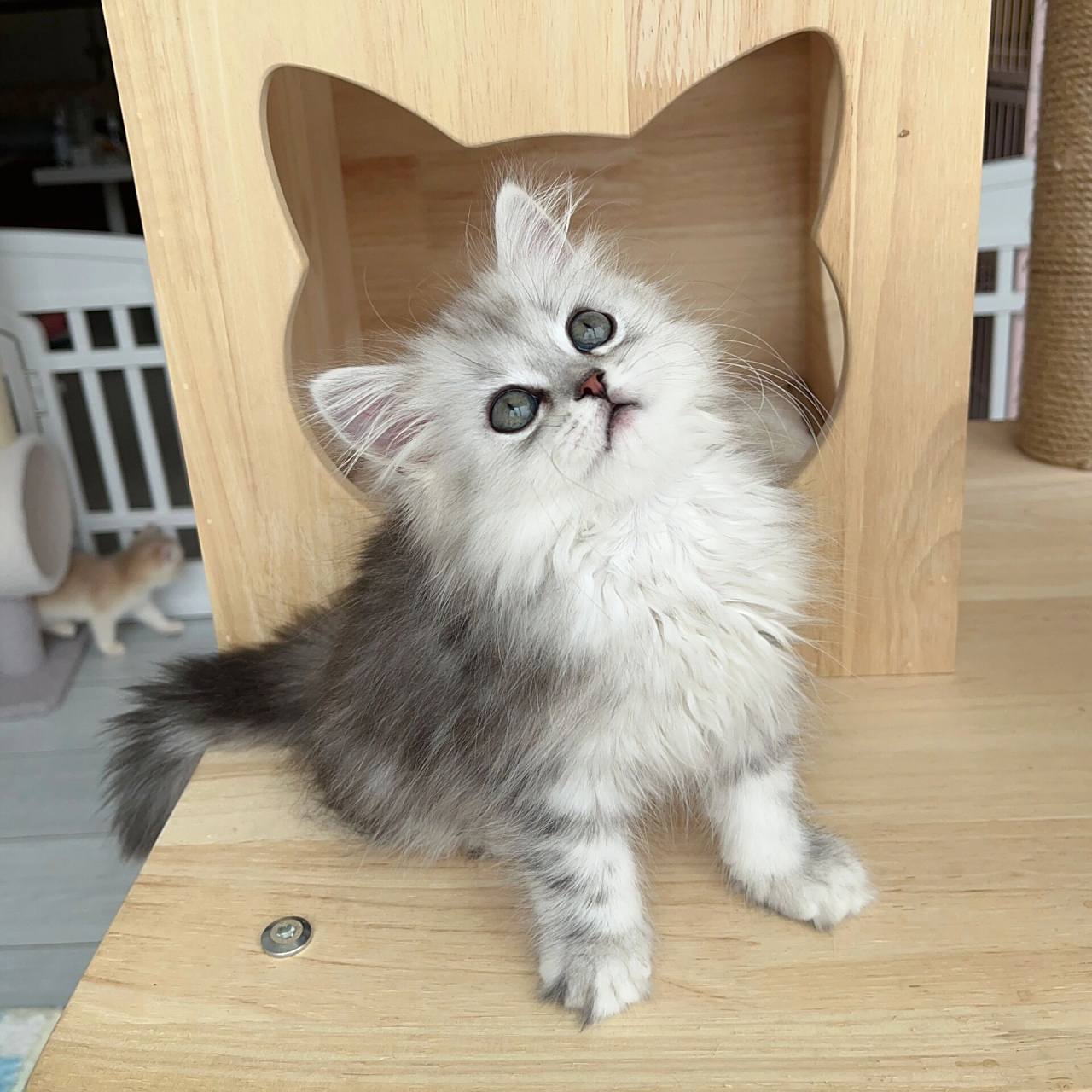 长毛银白高地猫 银白高地妹妹 长毛猫 两个半月的