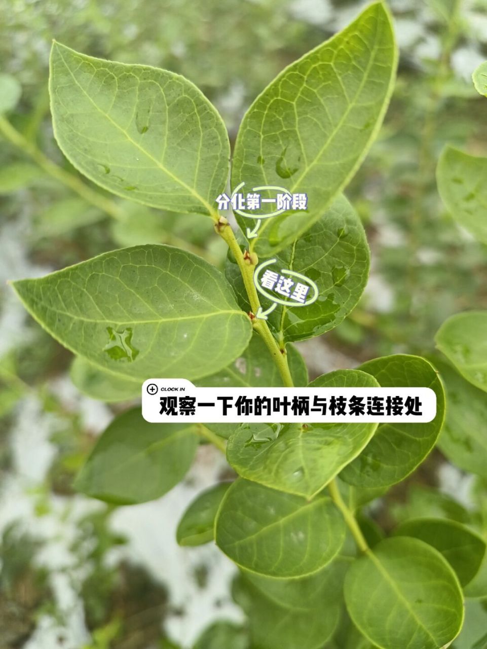 蓝莓:观察手请就位 快看看的你蓝莓花芽9797 处于哪个阶段了呀